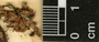 Serjania atrolineata C. Wright, Guatemala, C. L. Lundell 2115, F